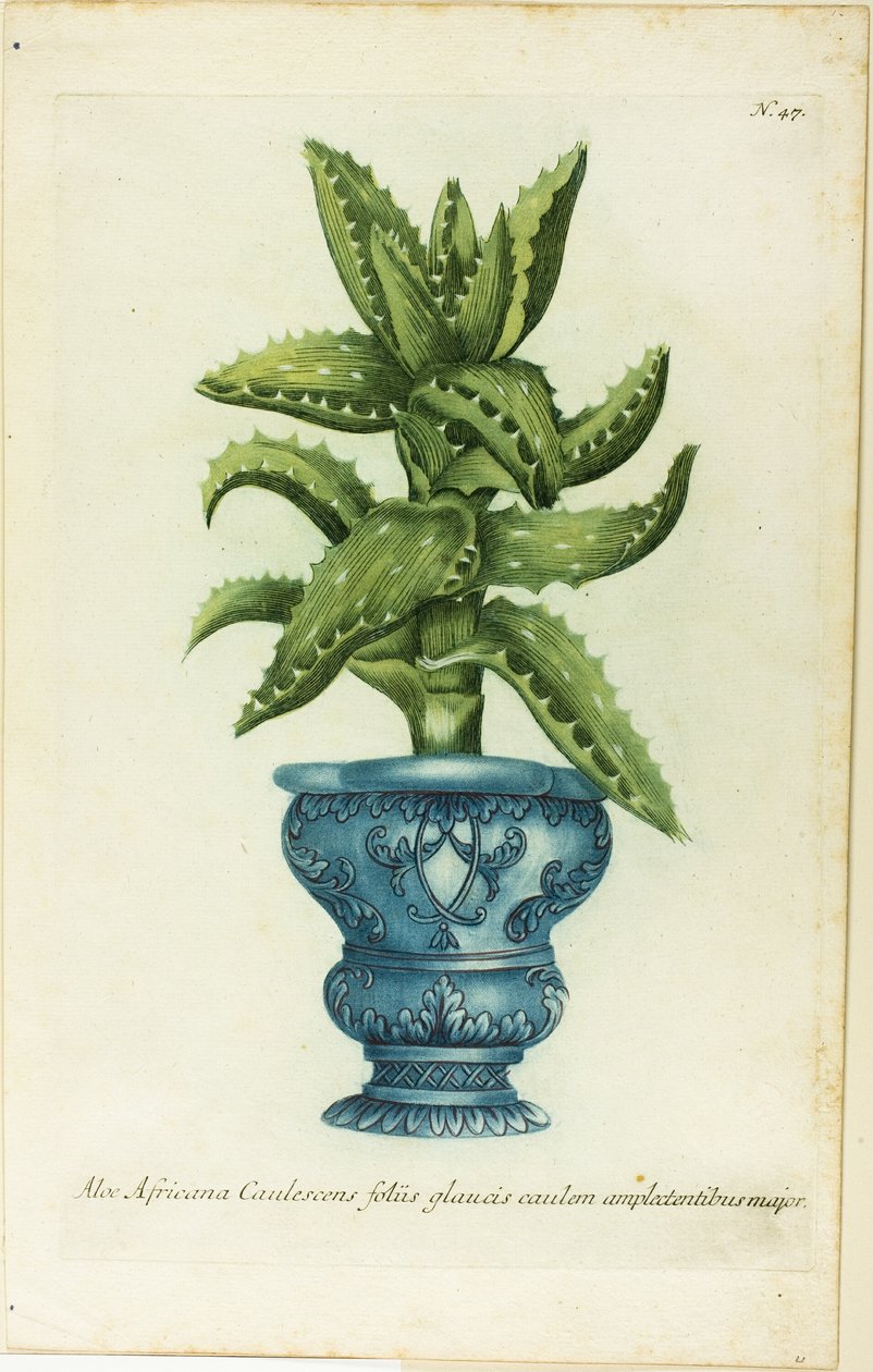 African Aloe, tallrik 47 från Phtanthoza Iconographia av Johann Wilhelm Weinmann