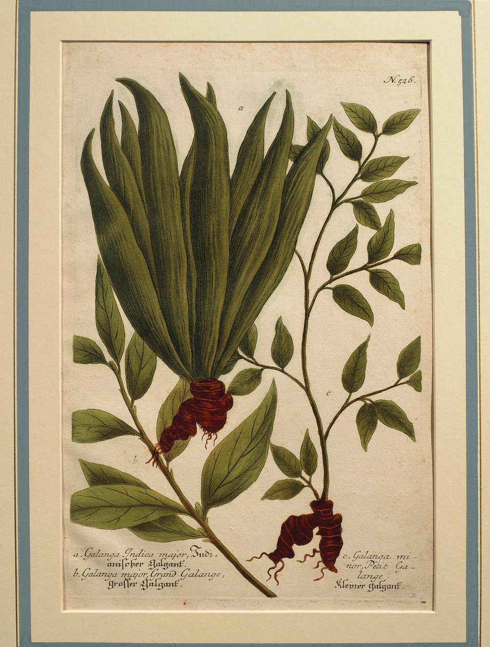 Greater Galangal (Alpinia galanga), Galanga Indica major och Galanga major, färgad gravyr av Johann Wilhelm Weinmann