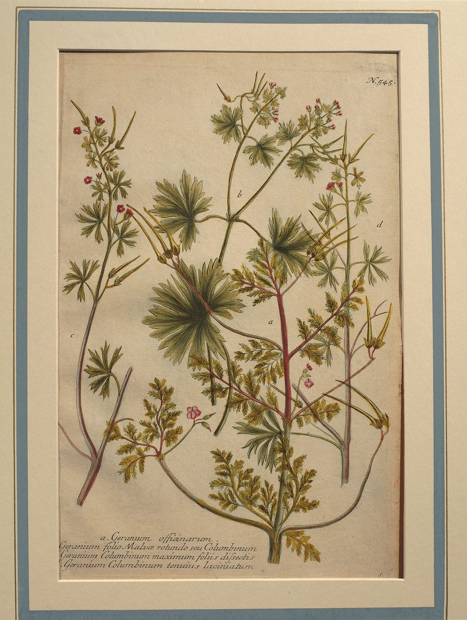 Ört Robert (Geranium robertianum), färgad gravyr av Johann Wilhelm Weinmann