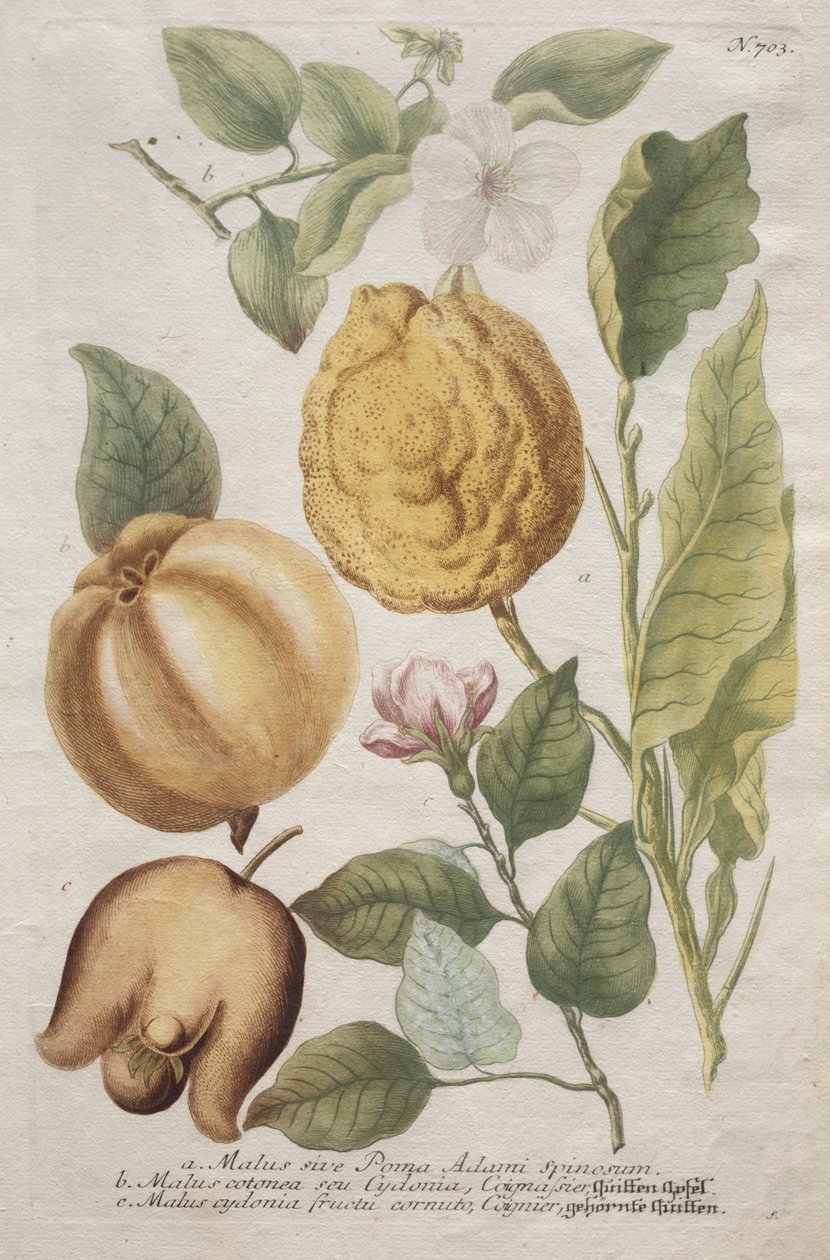 Phytanthoza iconographia: nr 703. av Johann Wilhelm Weinmann