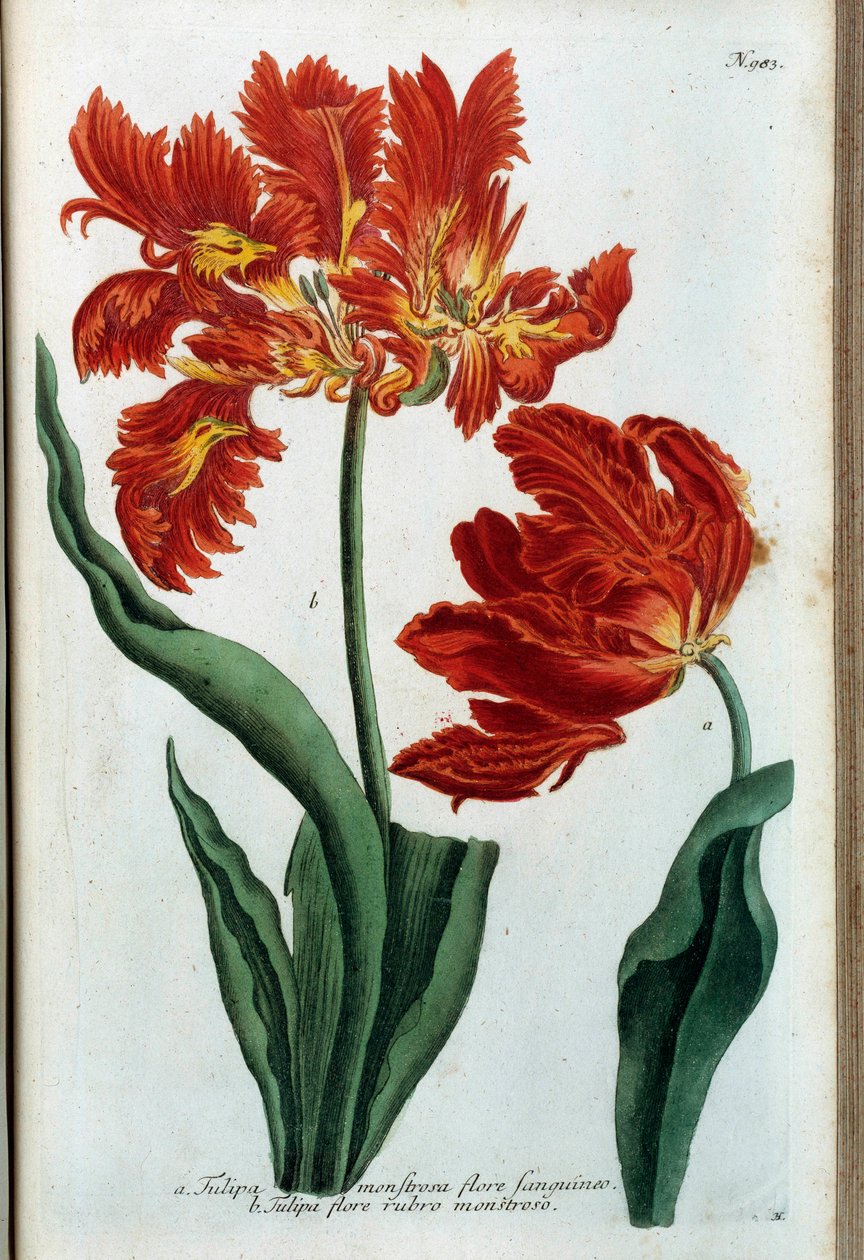 Röd tulpan. Botanisk styrelse av Johann Wilhelm Weinmann