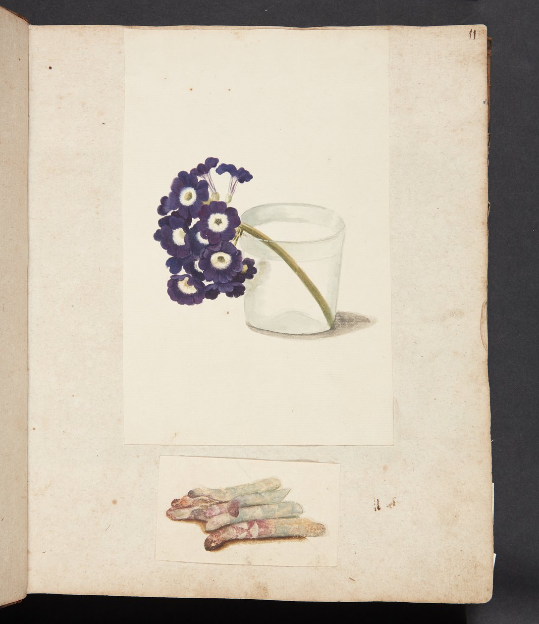 Studie av blomma i glas med vatten och vit sparris av Johanna Fosie