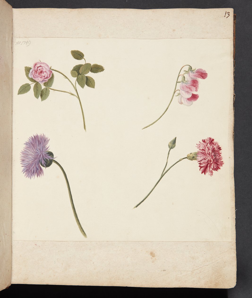 Studie av blommor av Johanna Fosie