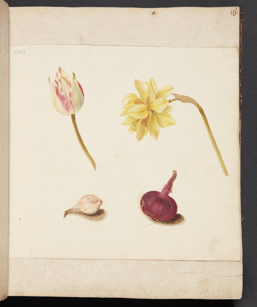 Studie av blommor och lökar av Johanna Fosie