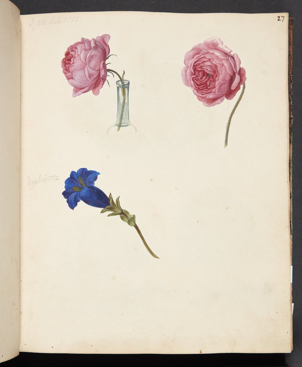 Studie av rosa ros och blå blomma av Johanna Fosie
