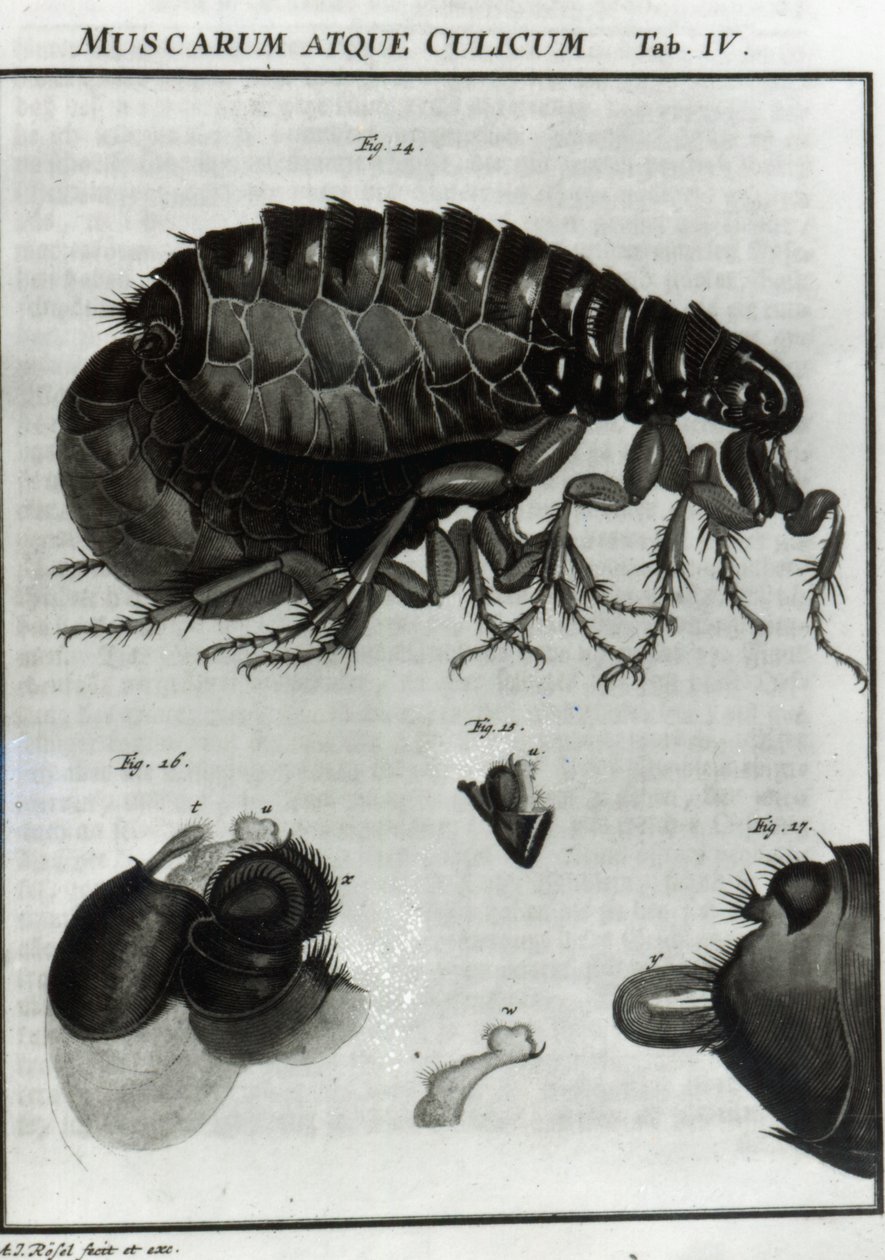 Tabell IV över flugor och loppor av August Johann Rösel von Rosenhof