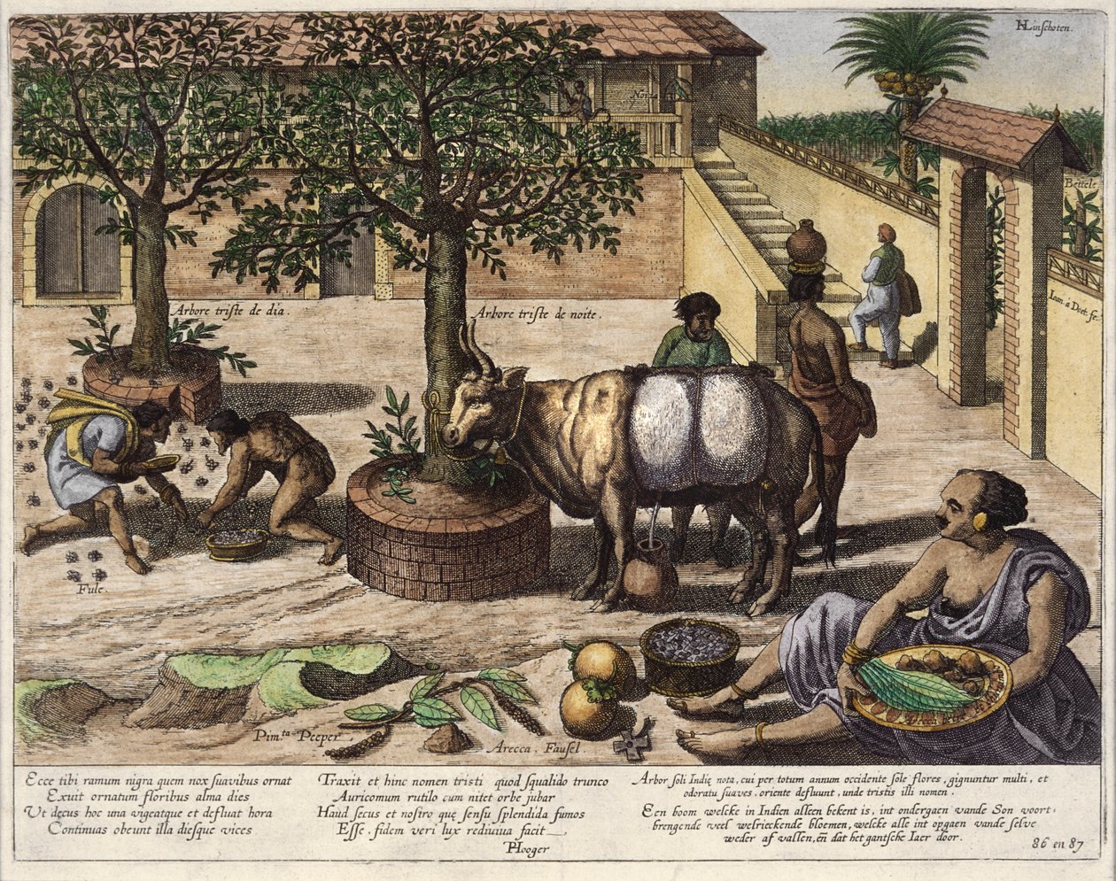 Indiska produkter, illustration från "Jan Huyghen van Linschoten, His Discourse of Voyages into the East and West Indies", 1579-92 (färggravyr). av Johannes Baptista van Doetechum the Younger