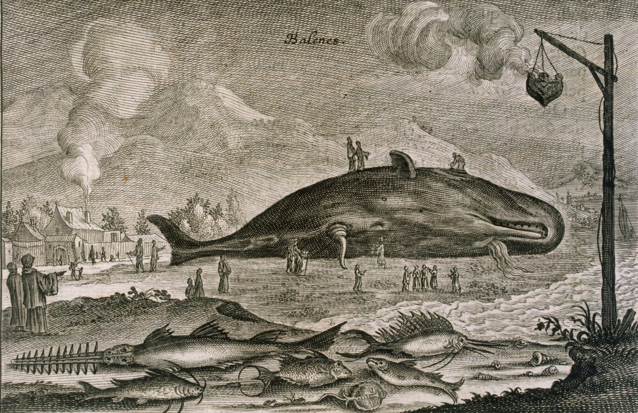 En strandad kaskelot med en mängd andra fiskar från kinesiska vatten, 1665 av Johannes Nieuhoff
