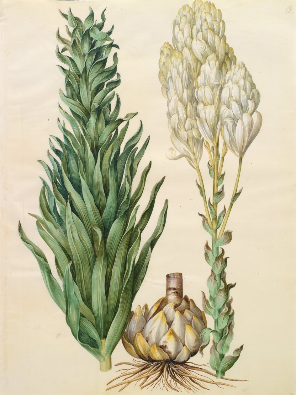 Lilium candidum monstrosum av Johannes Simon Holtzbecher