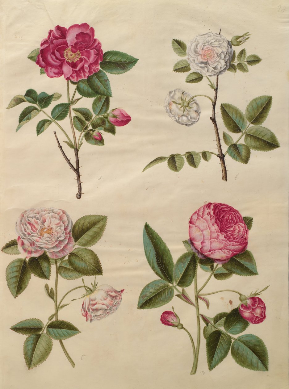 Rosa gallica av Johannes Simon Holtzbecher