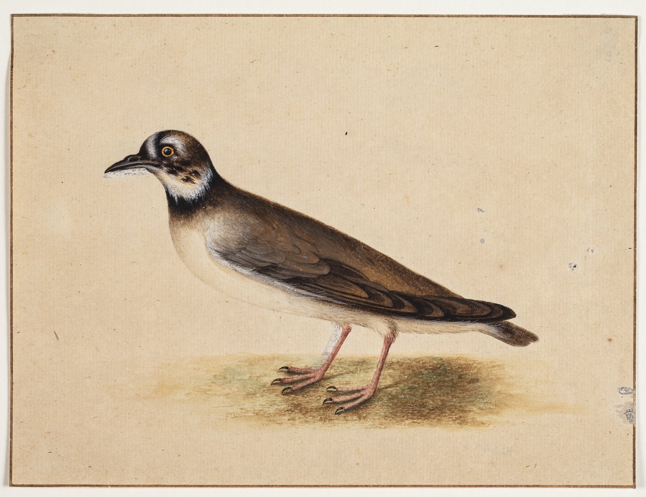 Fågel av Johannes Bronckhorst