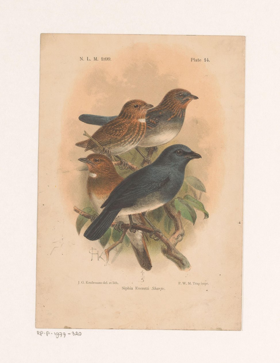 Fyra fåglar på en gren Siphia Everetti Sharpe (titel på objekt) av Johannes Gerardus Keulemans