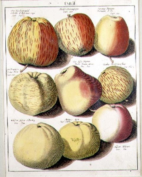 Äpplen av Seligman av Johannes Hendrik (after) Knoop