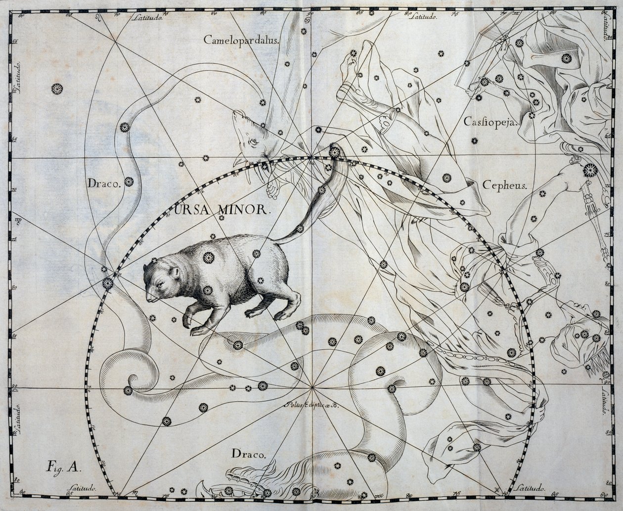 Ursa Minor, Boreal konstellation Ursa Minor, gravyr från himmelsatlas Firmamentum Sobiescianum sive Uronographia, av Johann Hevelius (1611-1687), Gdansk av Johannes Hevelius
