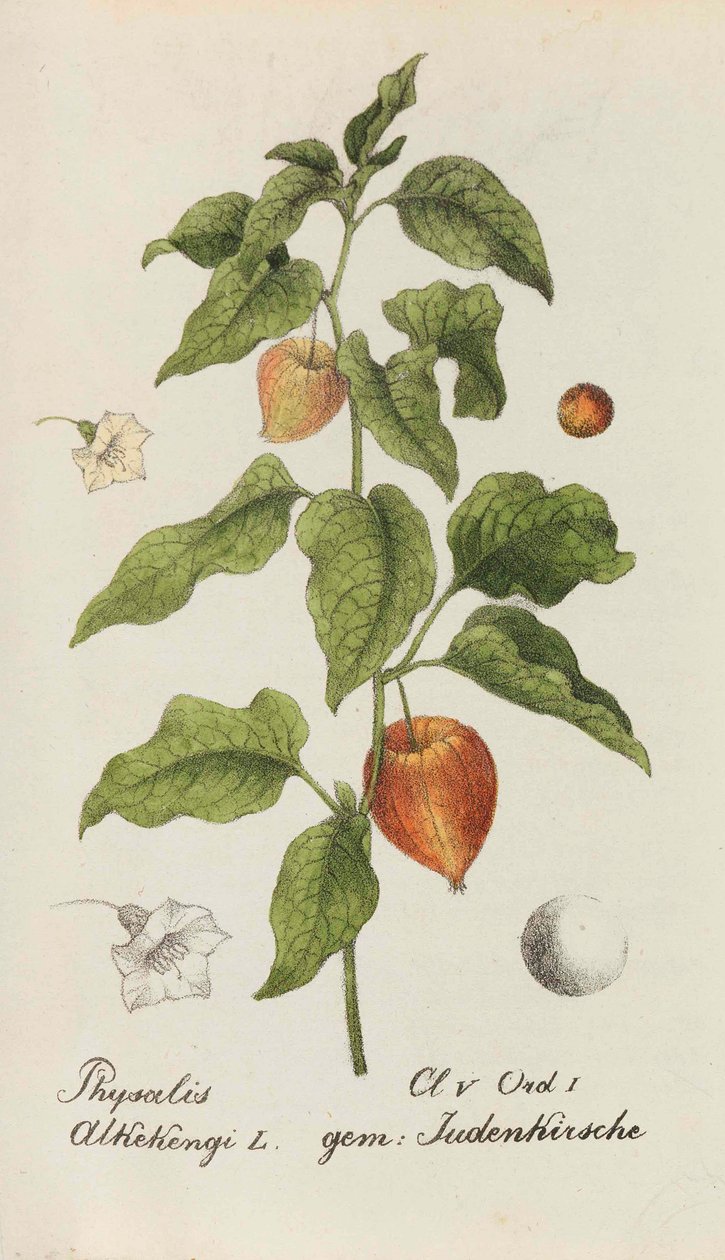 Samling av schweiziska växter, 1825-1846. av Johannes Jacob Hegetschweiler