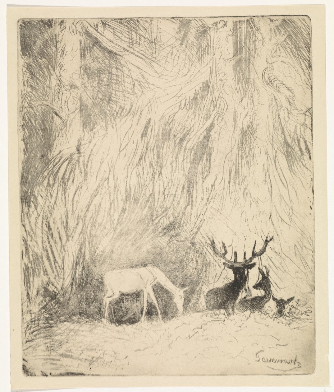 Rådjur i en bohemisk skog av Johannes Tavenraat