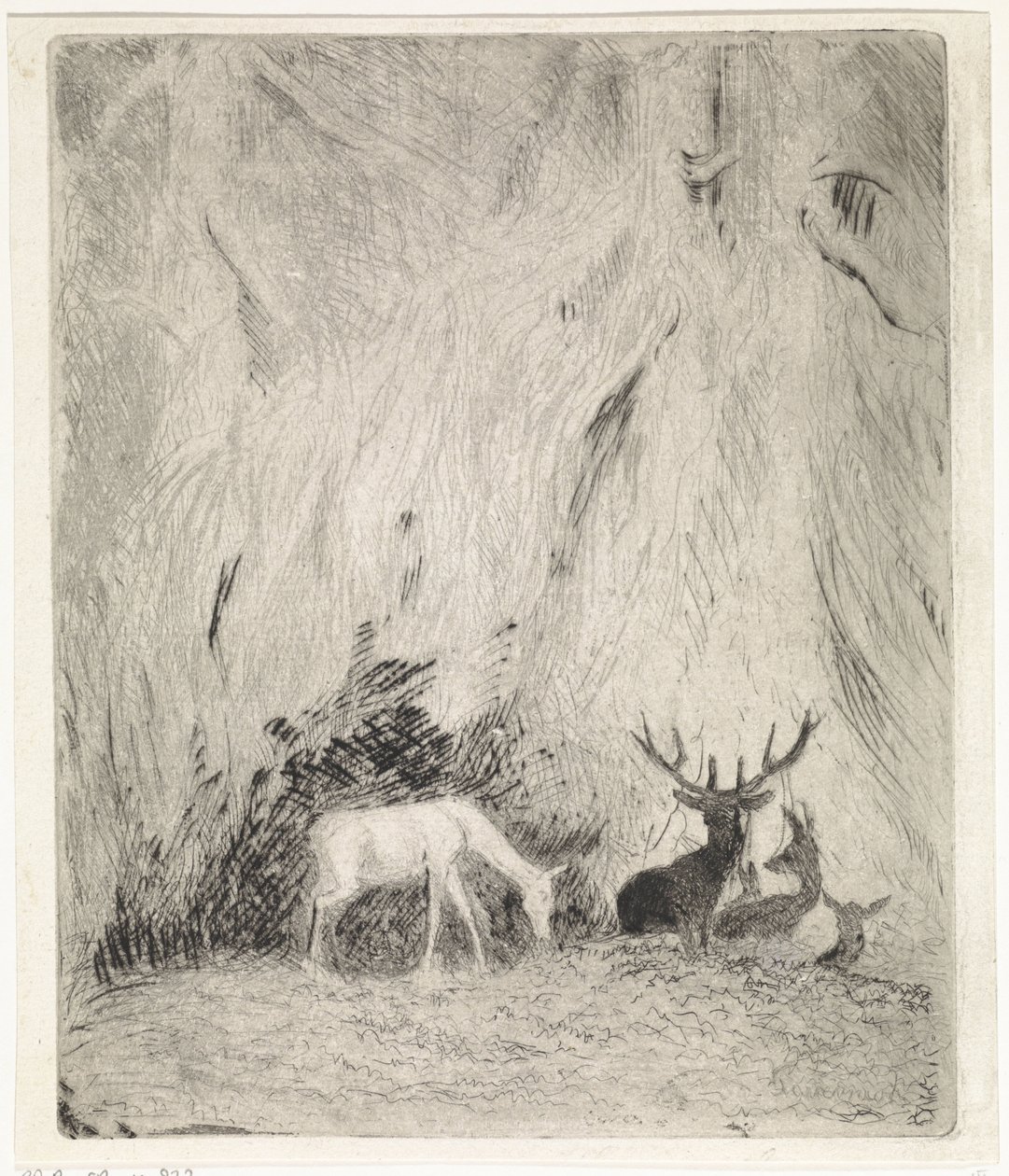 Rådjur i en bohemisk skog av Johannes Tavenraat