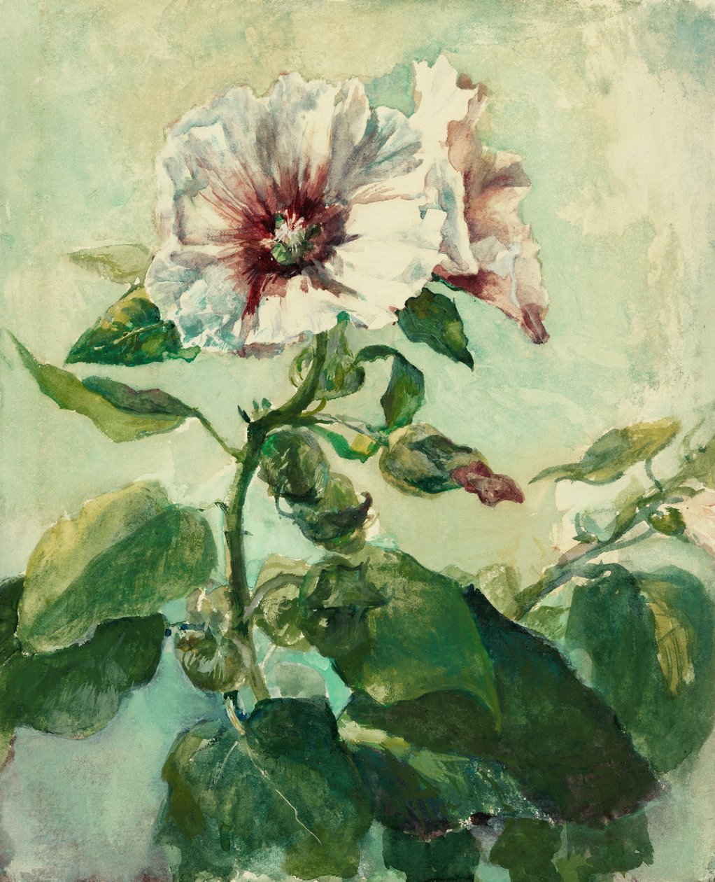 Studie av rosa stockros i solsken, från naturen av John La Farge or Lafarge