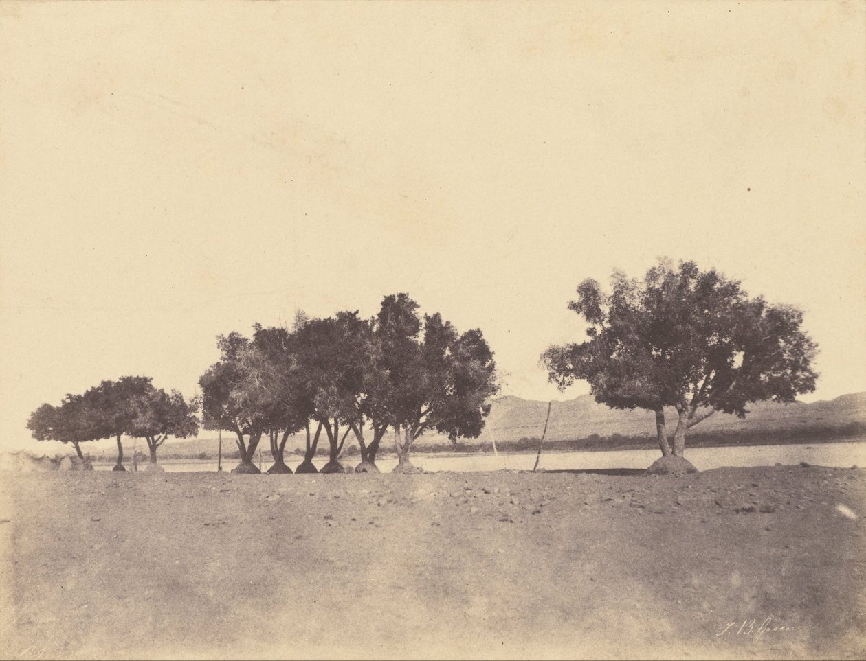 (Etudes de sycomores, Korosko) av John Beasly Greene