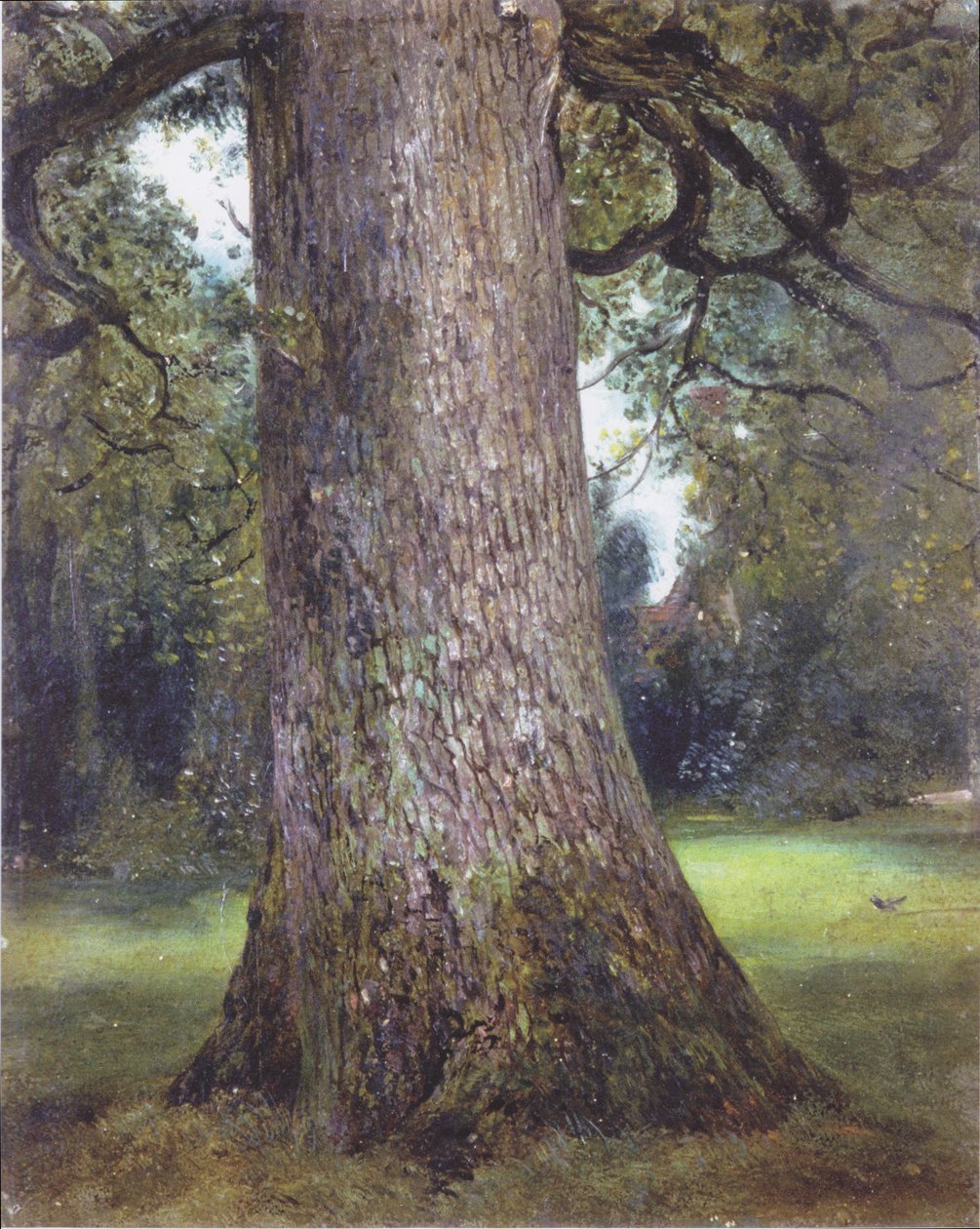 Studera ett almträd av John Constable