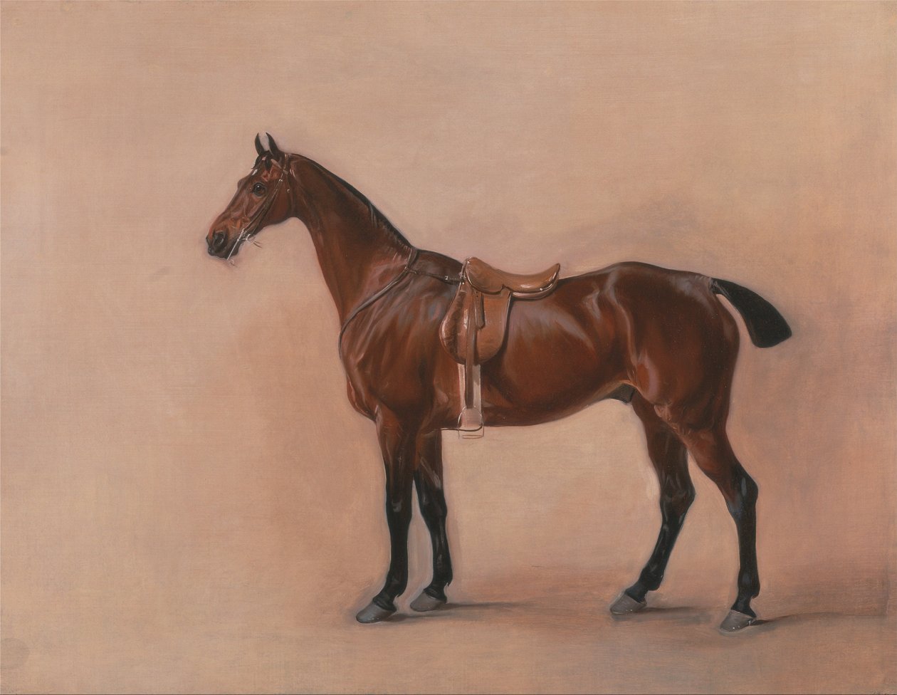 Study of a Saddled Bay Hunter av John E. Ferneley