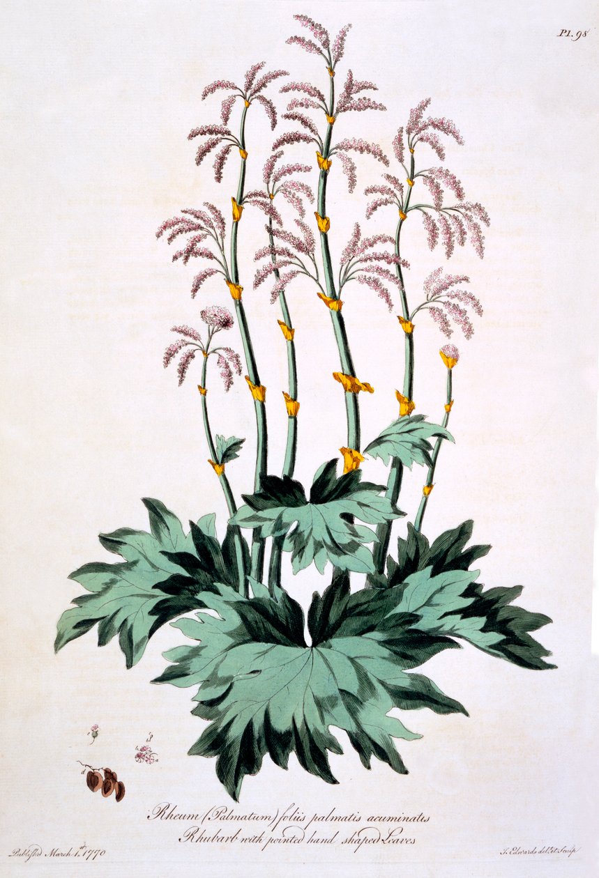 Rabarber med spetsiga handformade blad, illustration från 