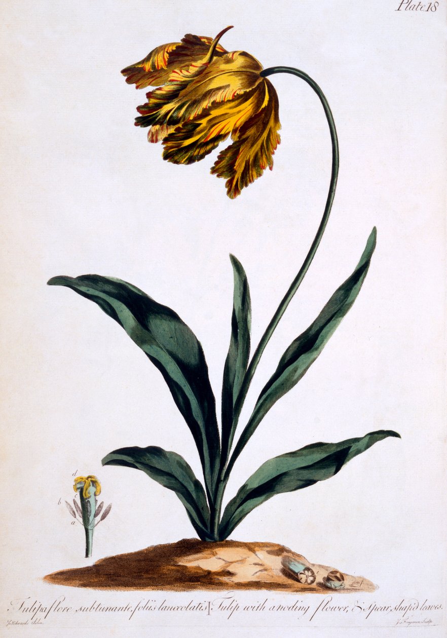 Tulpan med anoderande blomma och spjutformade löv (Parrot Tulip), illustration från 