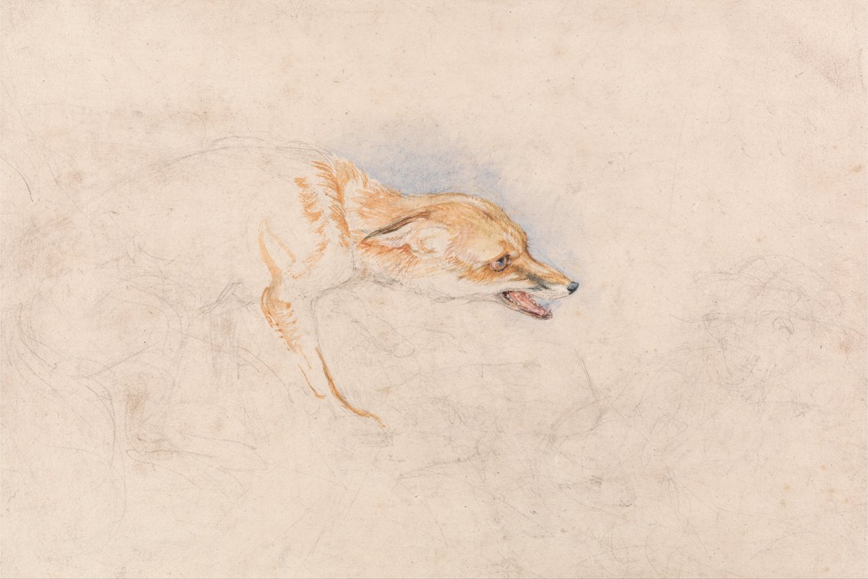 Studie av en hukande räv, med ansiktet mot höger av John Frederick Lewis