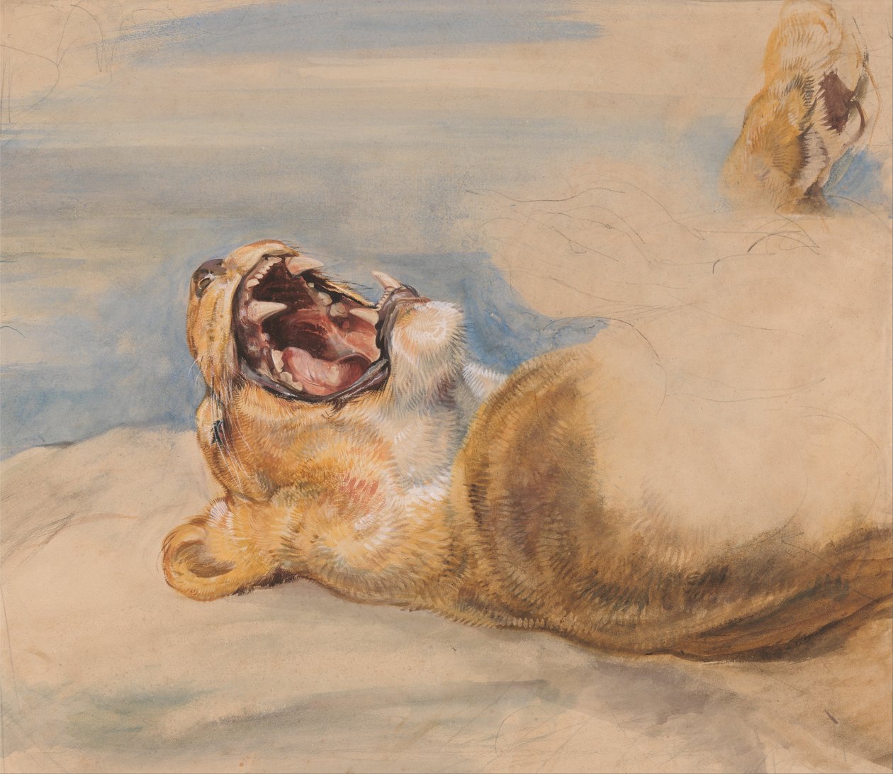 Study of a Lioness av John Frederick Lewis