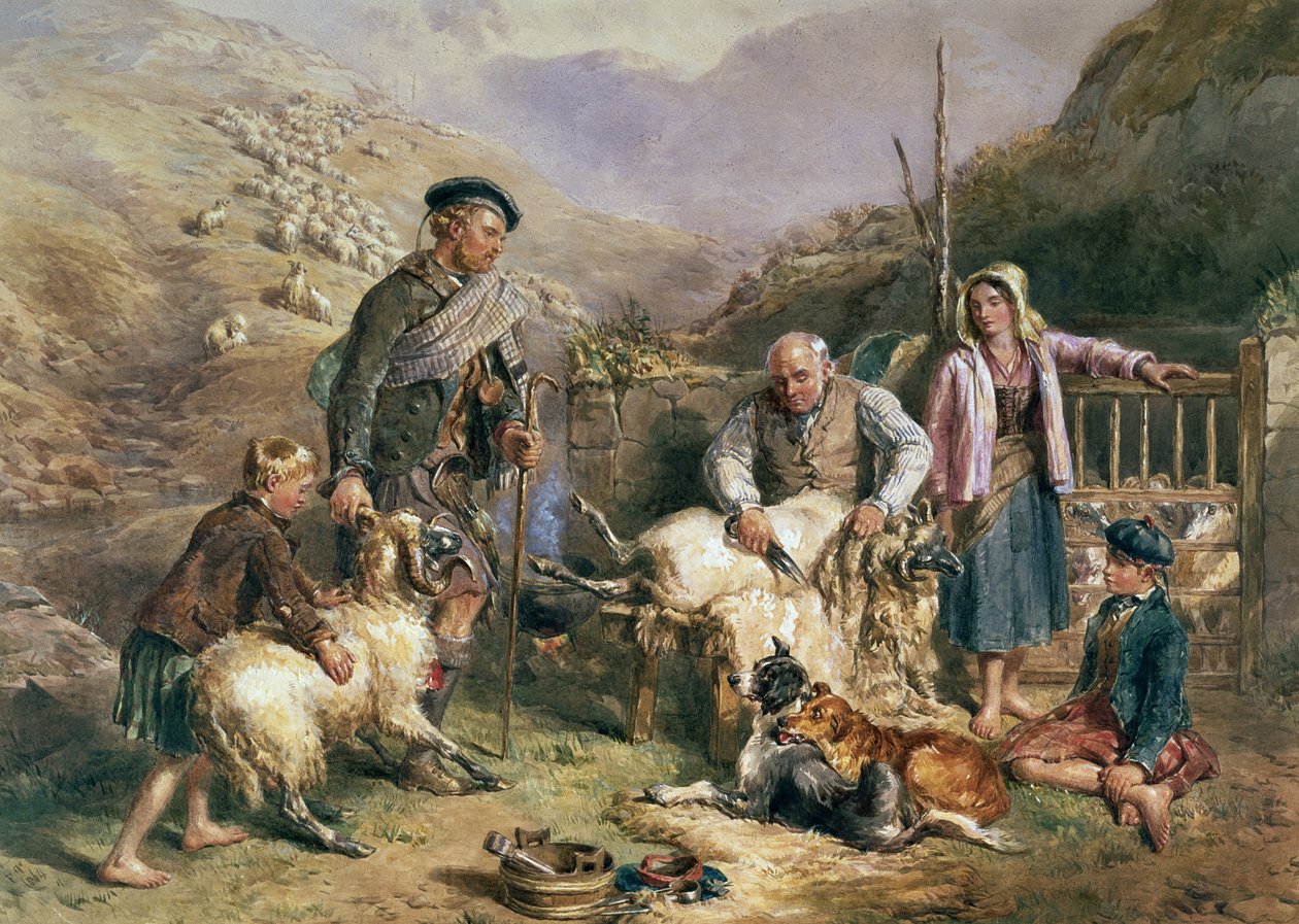 Fårklippning av John Frederick Tayler