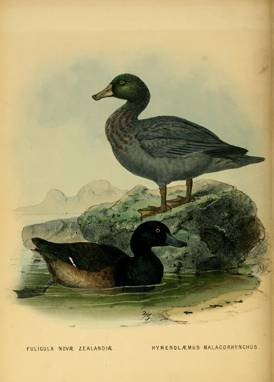 Illustration av Nya Zeeland SCAUP och den blå ankan av John Gerrard Keulemans