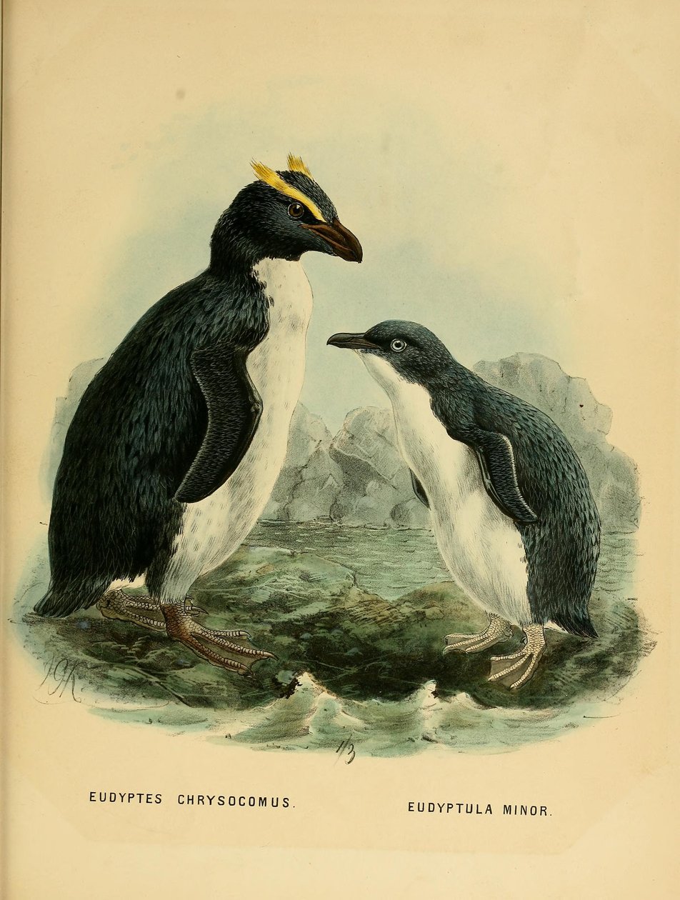 Illustration av Rockhopper Penguin och den lilla pingvinen av John Gerrard Keulemans