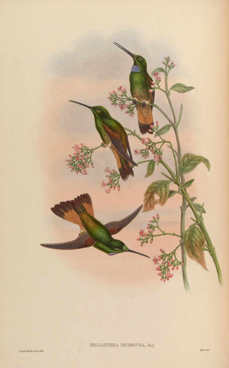 A monograph of the Trochilidae, or family of humming-birds av John Gold