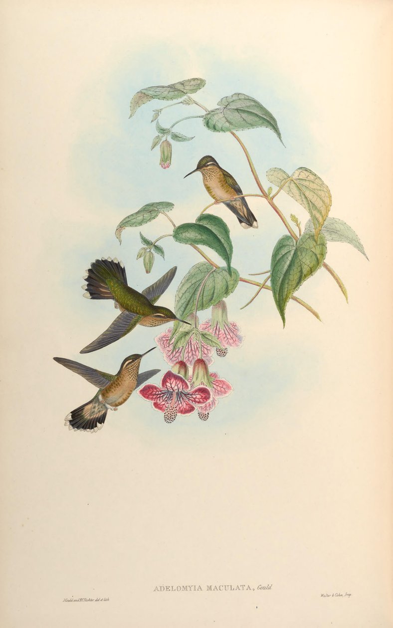 Adelomyia maculata =  Adelomyia melanogenys maculata av John Gould