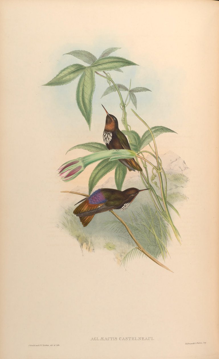 Aglaeactis castelnaui = Aglaeactis castelnaudii (as mentioned in the book itself) av John Gould