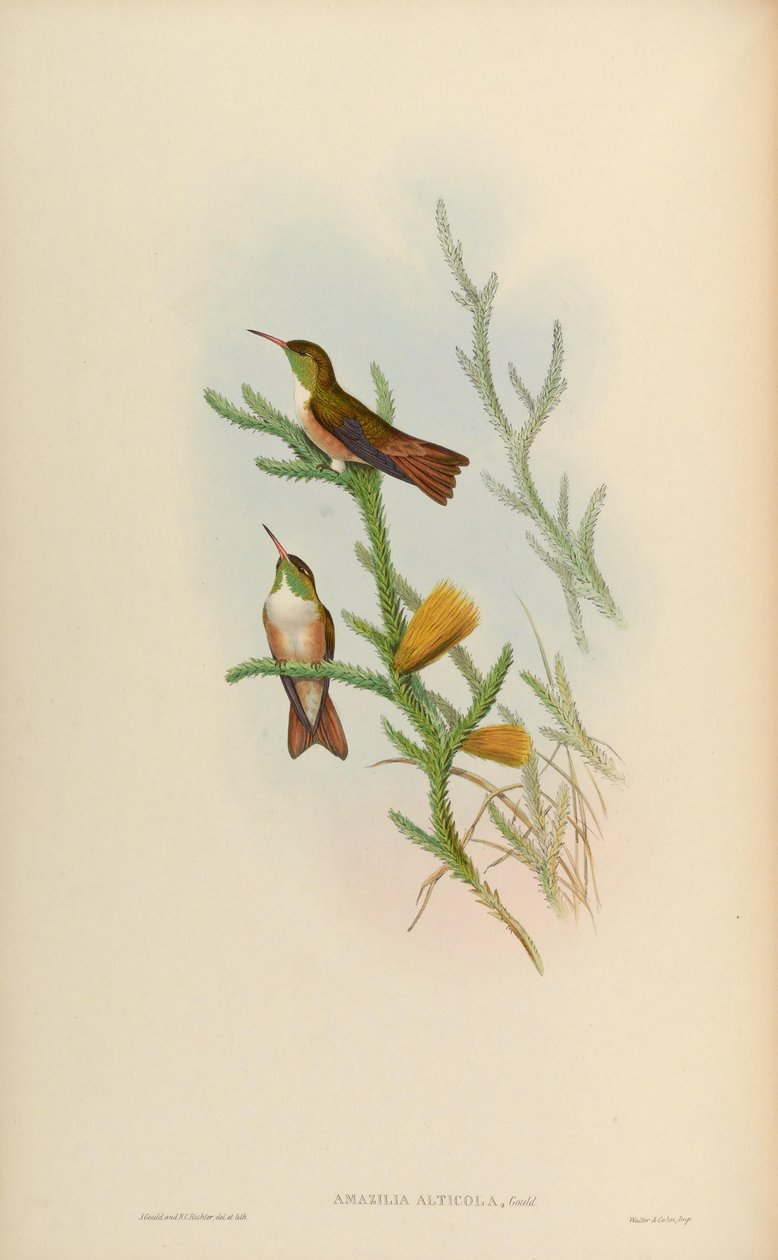 Amazilia alticola = Amazilia amazilia amazilia alticola av John Gould