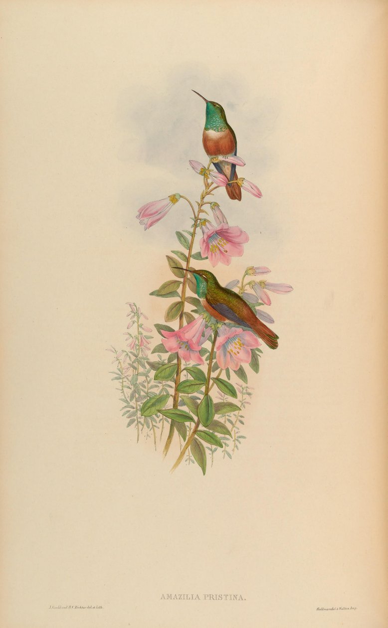 Amazilia pristina = Amazilia amazilia amazilia pristina av John Gould