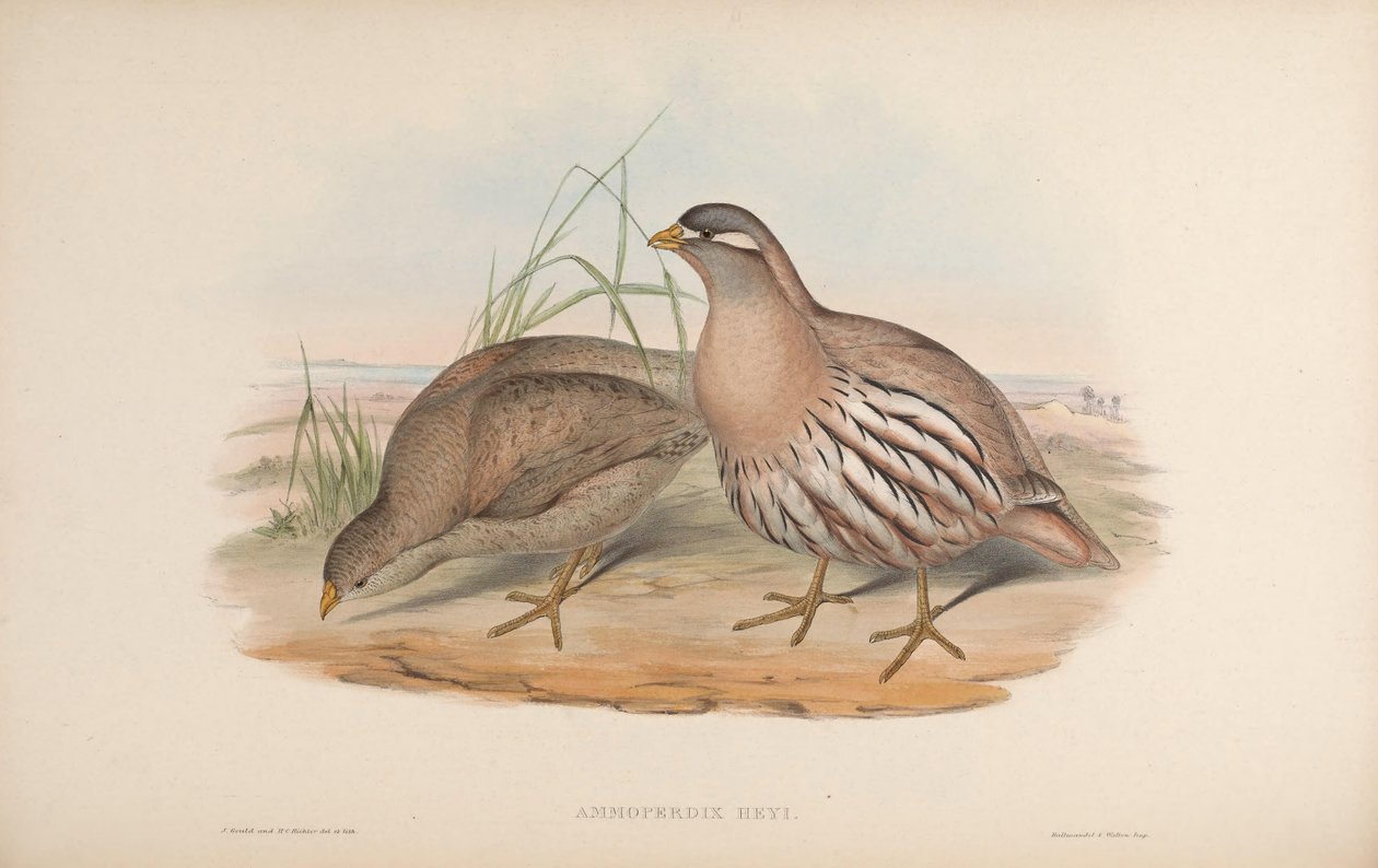Ammoperdix heyi av John Gould