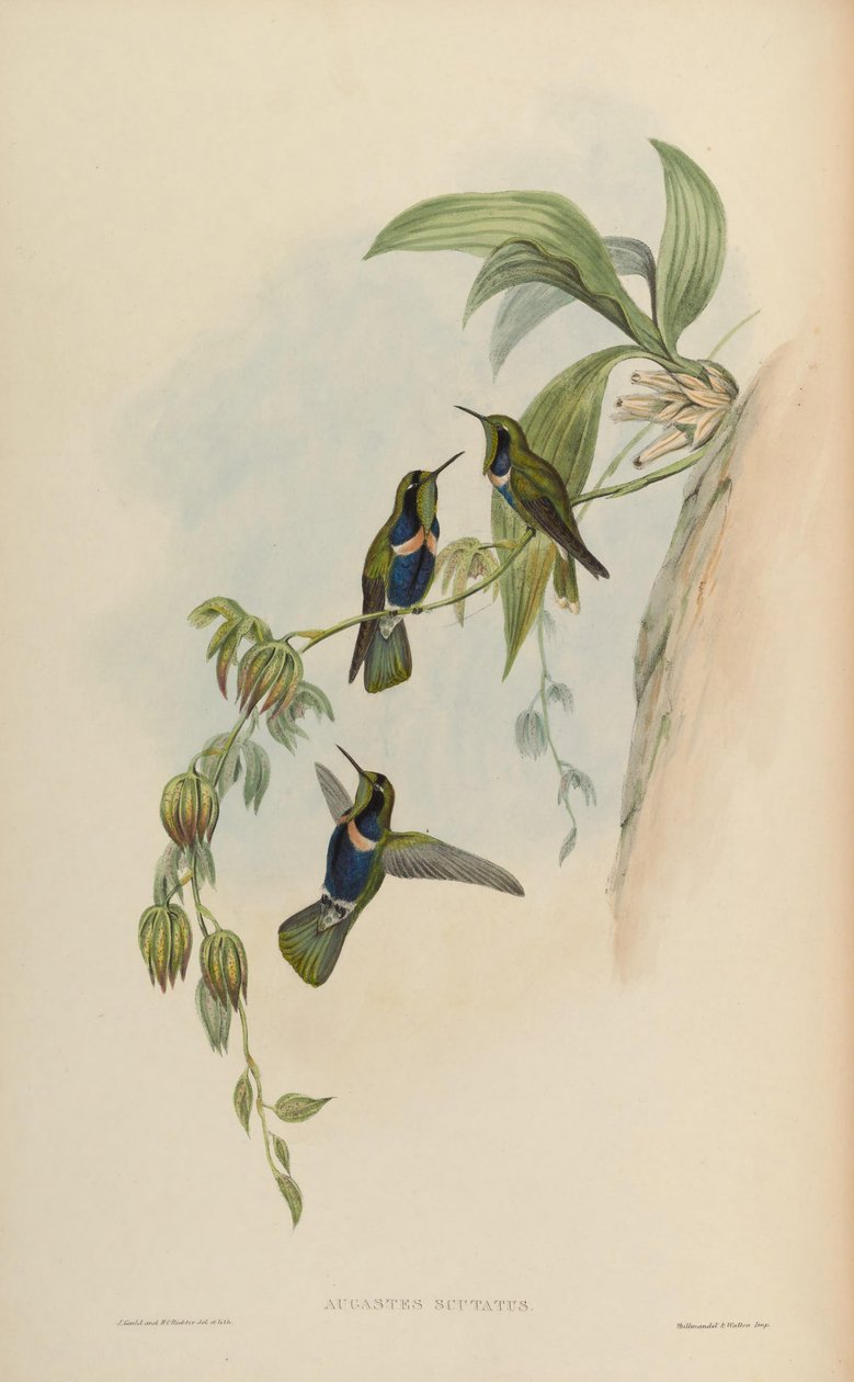 Augastes sköld av John Gould