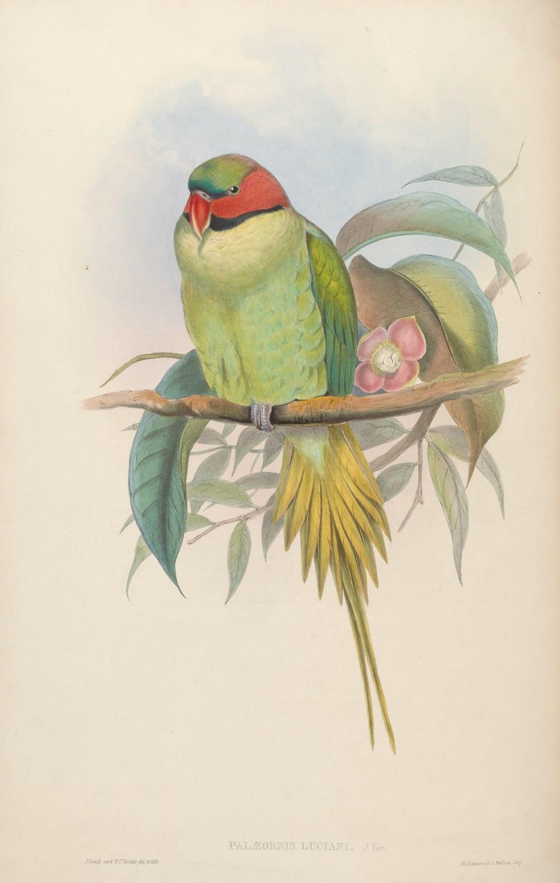 Birds of Asia av John Gould
