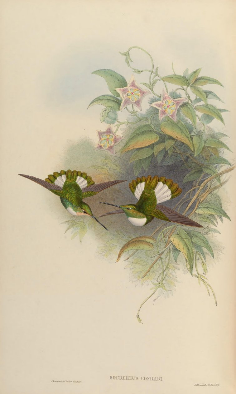 Bourciera conradi = Coeligena torquata conradii av John Gould