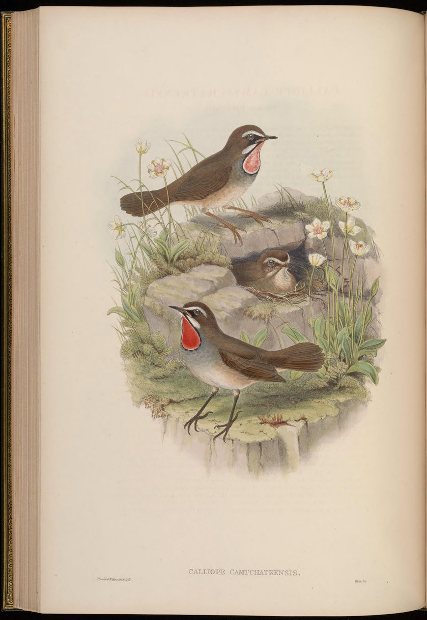 Calliope camtschatkensis = Luscinia calliope camtschatkensis[] av John Gould