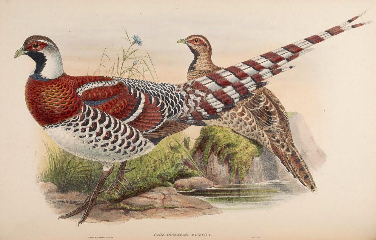 Calophasis ellioti = Syrmaticus ellioti av John Gould