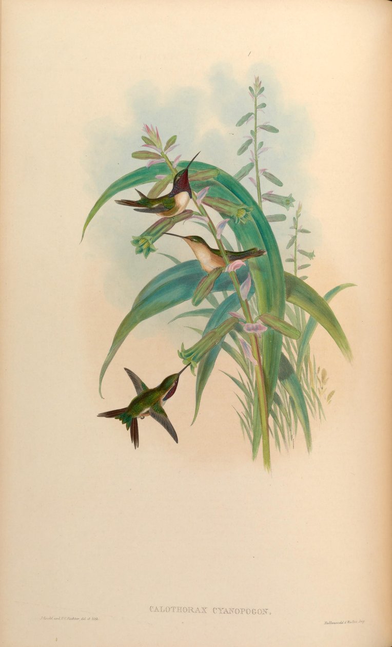 Calothorax cyanopogon = Calothorax lucifer cyanopogon av John Gould