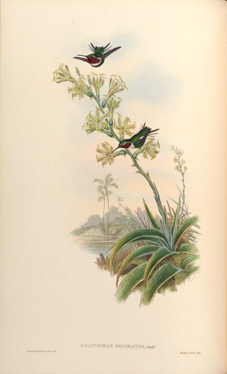Calothorax dekorerad = Chaetocercus mulsant x Ch. heliodor av John Gould