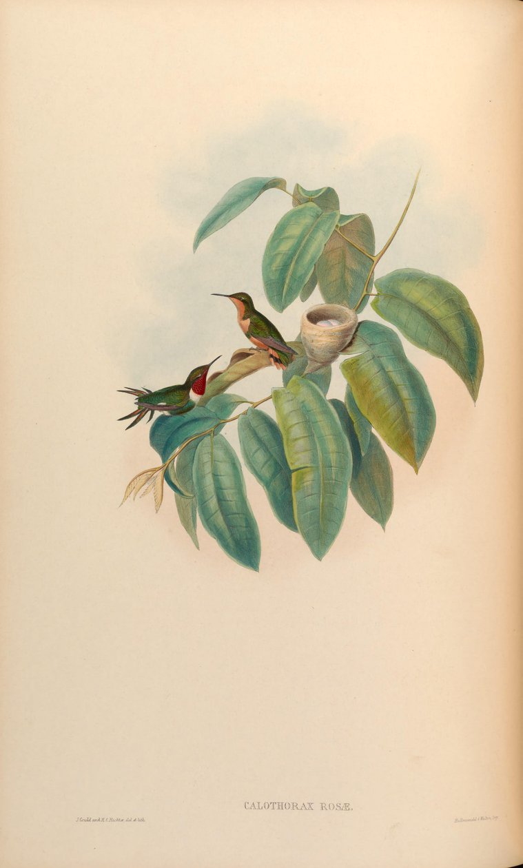 Calothorax rosae = Chaetocercus jourdanii rosae av John Gould