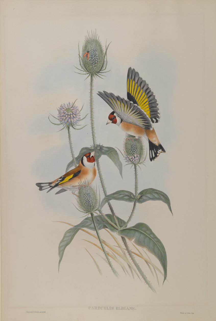 Carduelis Elegans - Goldfinch av John Gould