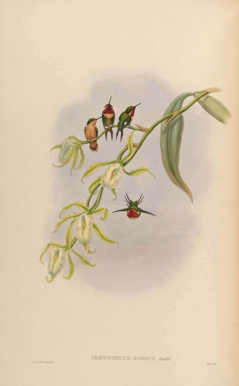 Chaetocercus bombus av John Gould