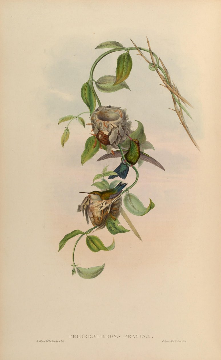 Chlorostilbon prasinus = Chlorostilbon mellisugus prasinus av John Gould
