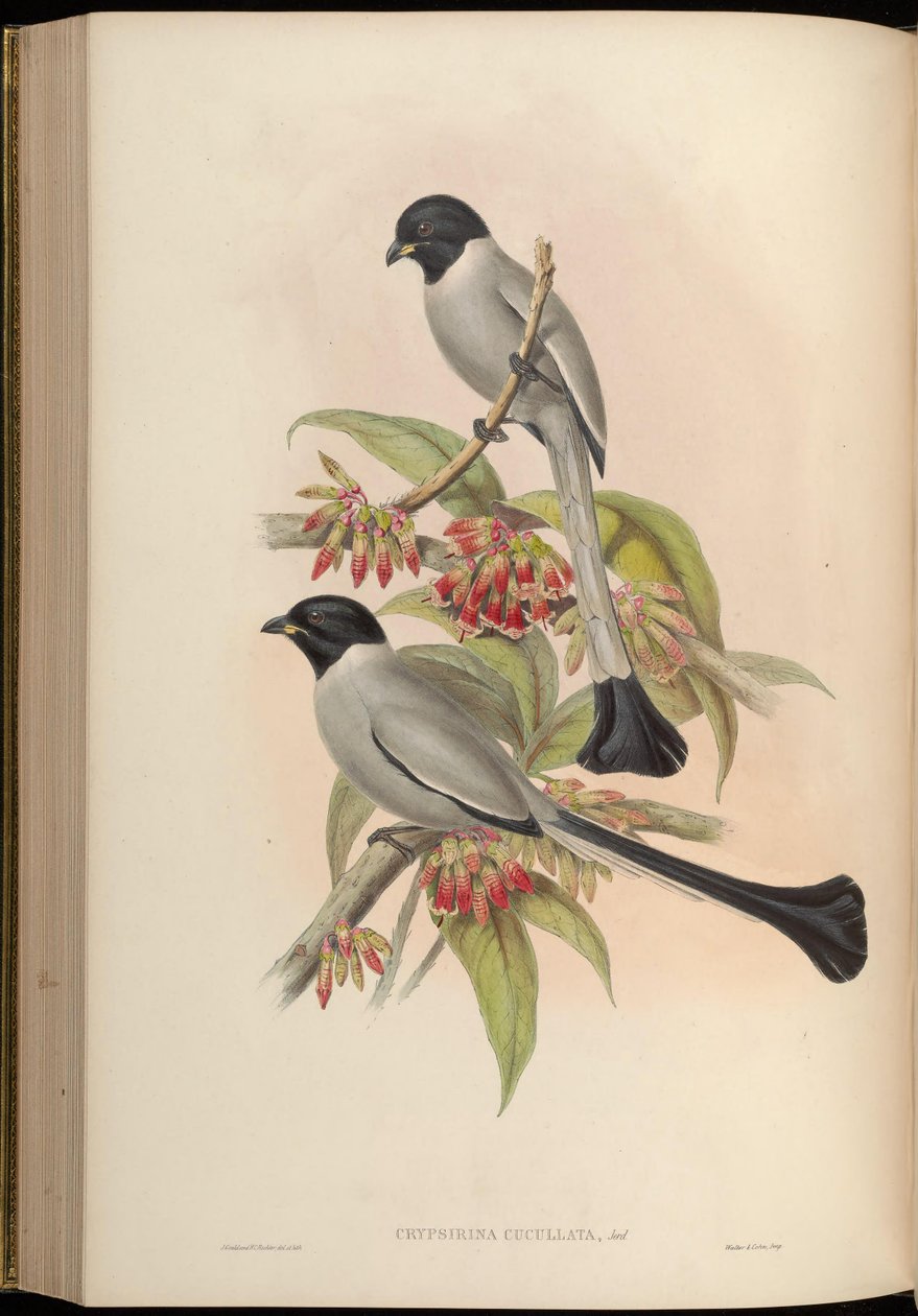Chrypsirhina cucullata av John Gould